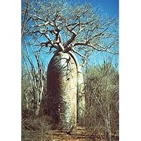 【連休限定SALE】アダンソニア バオバブの木 星の王子さま Amazon | 【種子】Adansonia Fony ◇アダンソニア・フォニー